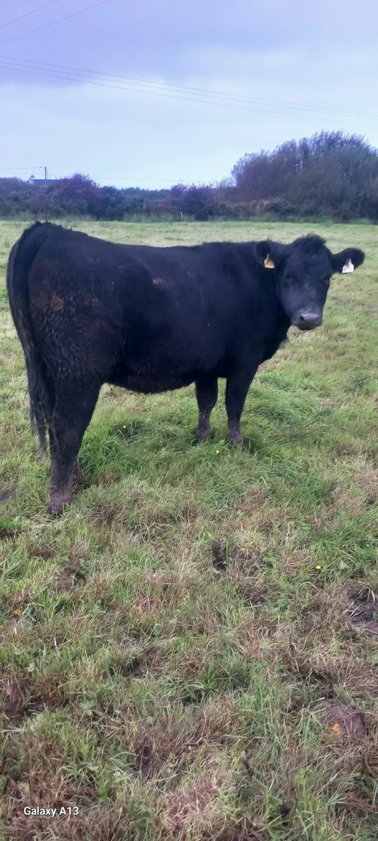 SCEP Eligible Angus Breeding Heifer - Image 3