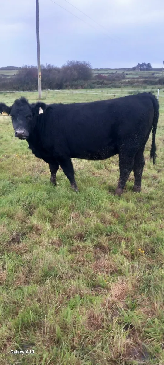SCEP Eligible Angus Breeding Heifer - Image 1