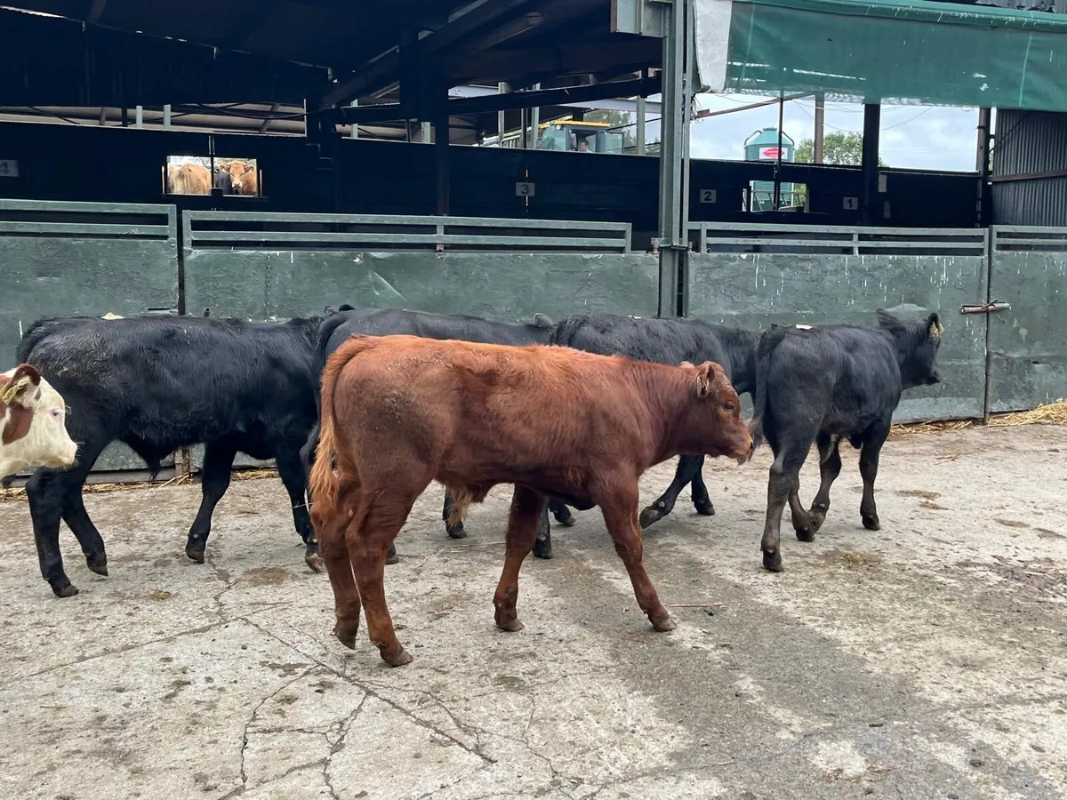 6 super continental bull runners - Image 1