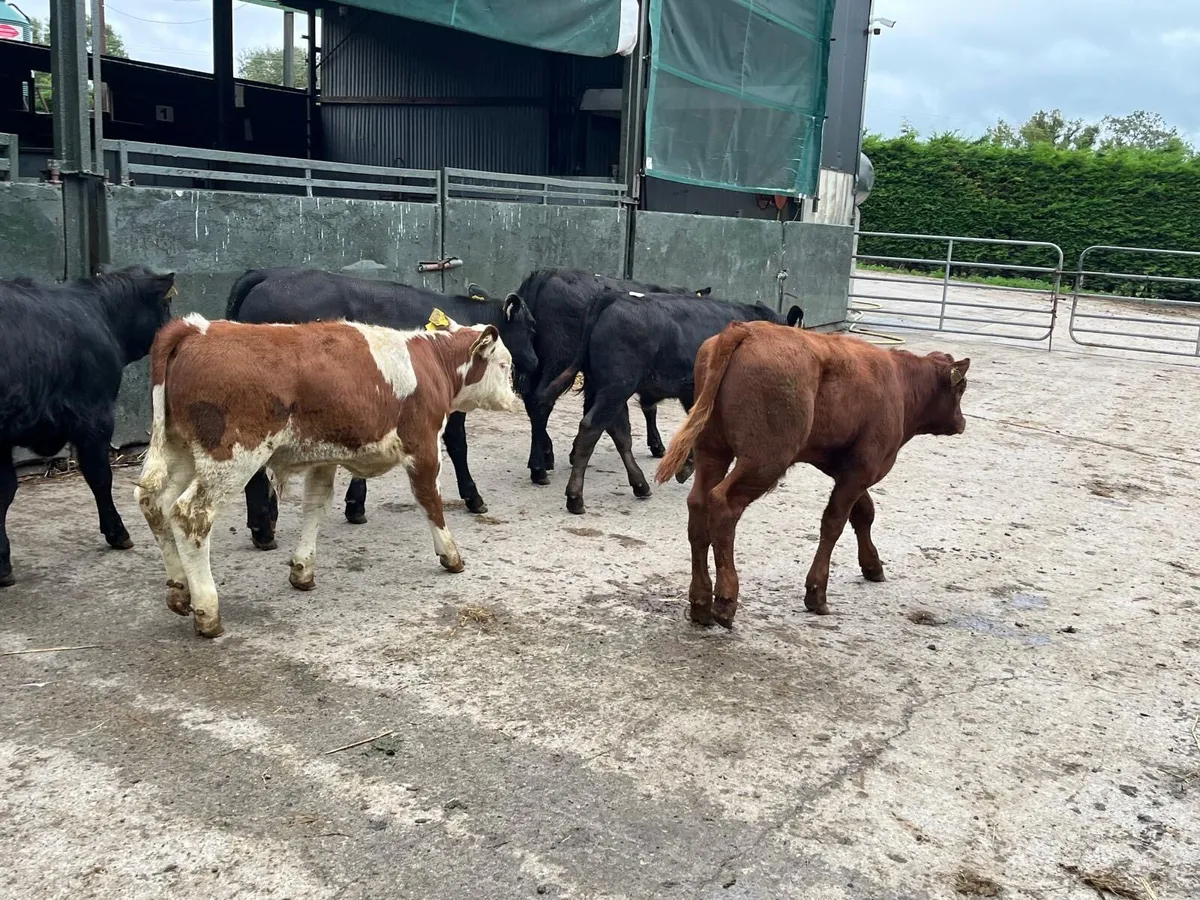 6 super continental bull runners - Image 3