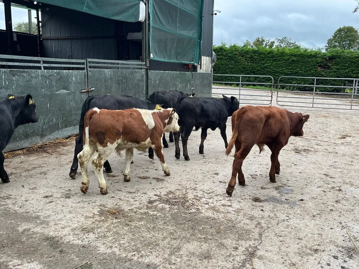 6 super continental bull runners - Image 4