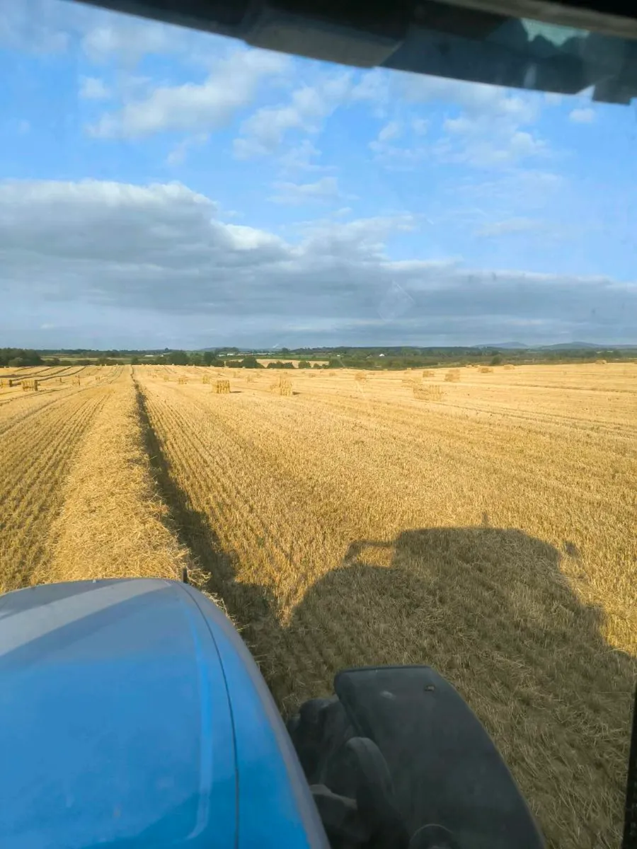 Coffin bales of spring barley straw - Image 1