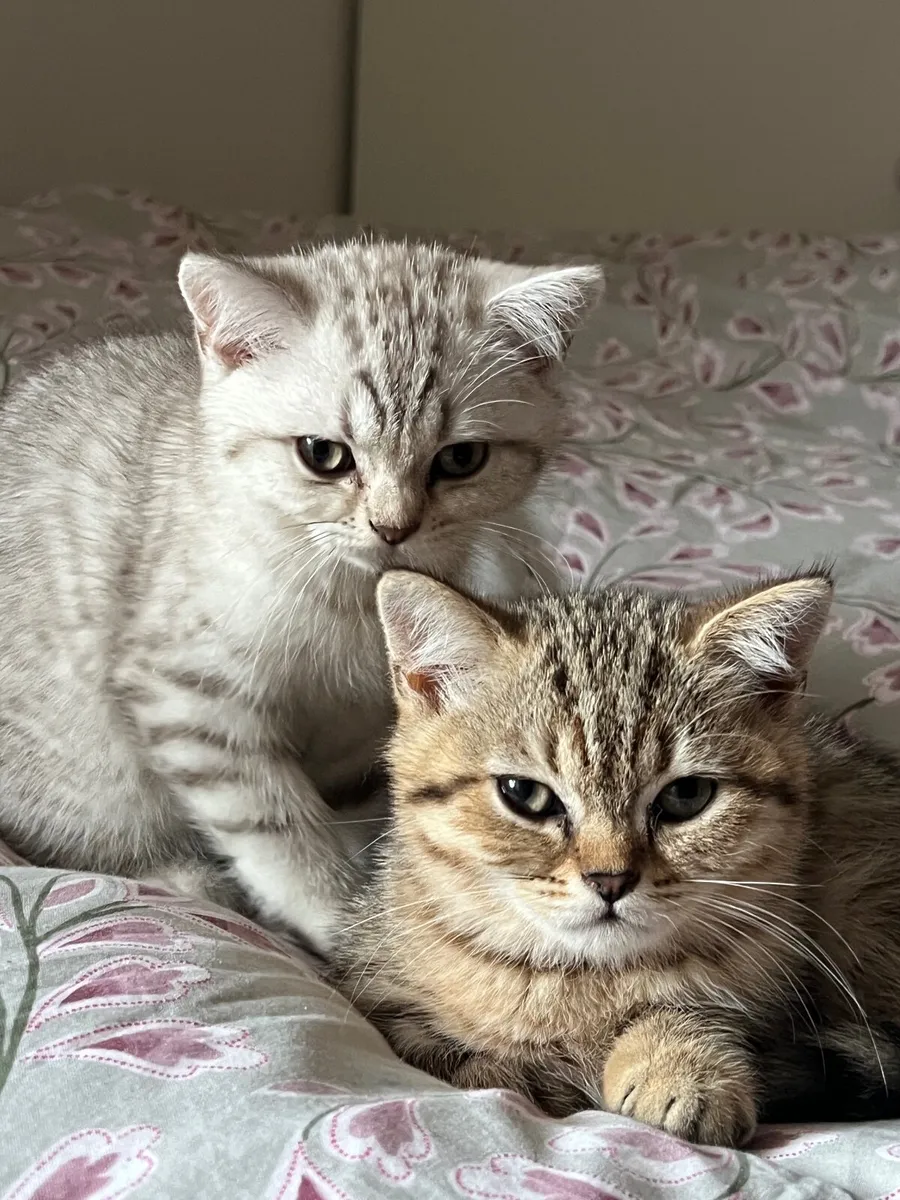 British Shorthair Kittens - Image 4