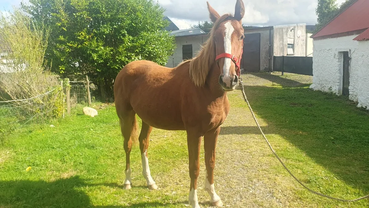 Yearling Filly - Image 1