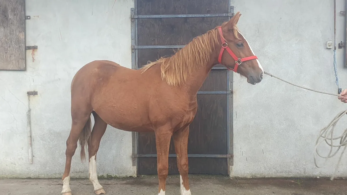Yearling Filly - Image 2