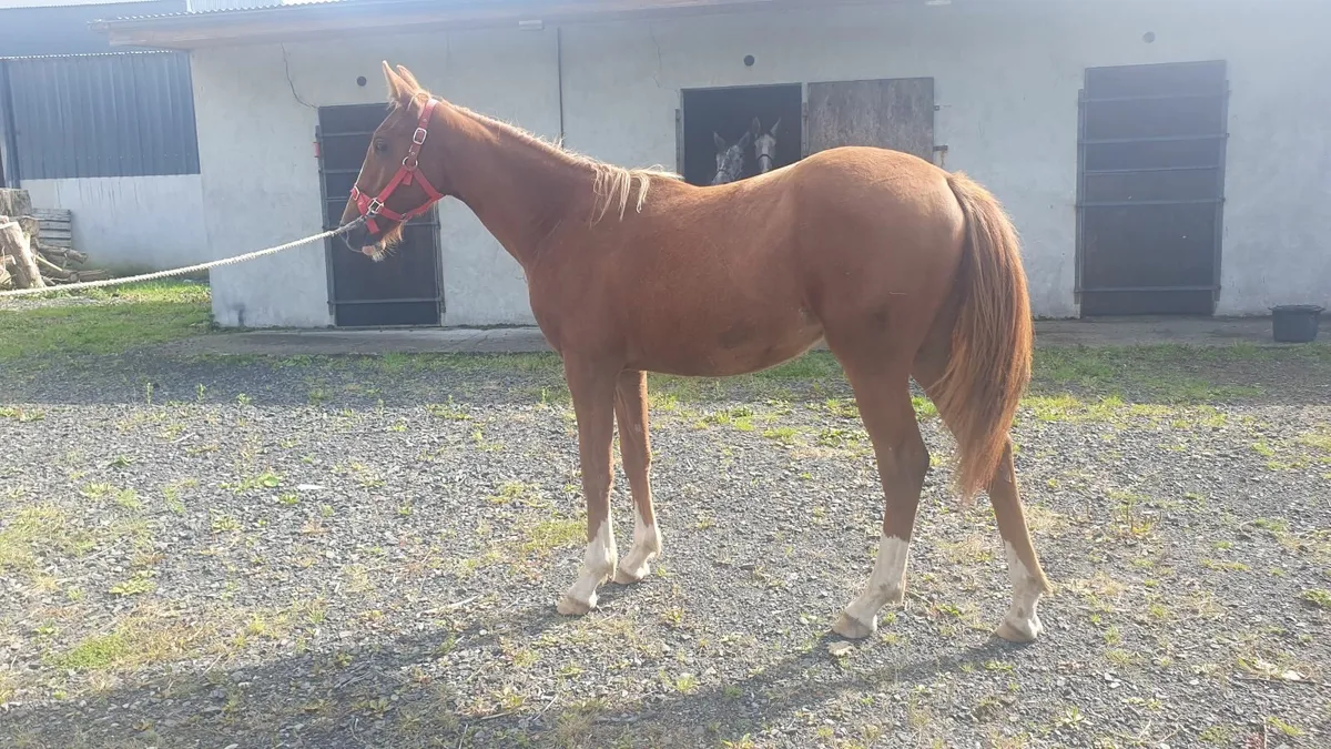 Yearling Filly - Image 3