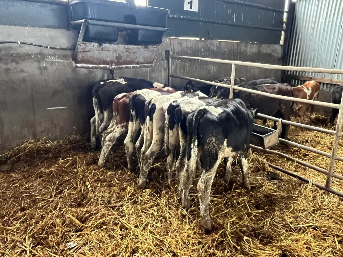 8 British Frisian bull weanlings - Image 1