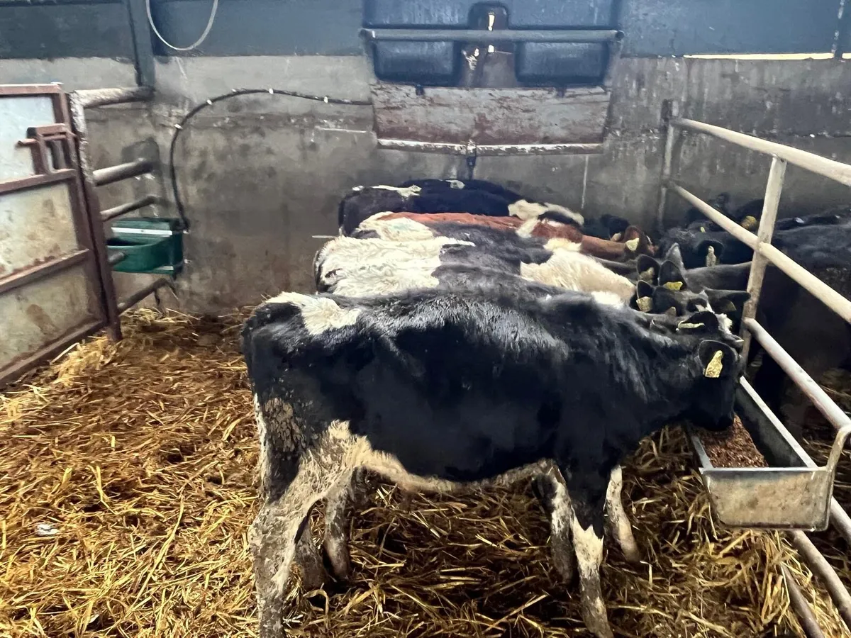 8 British Frisian bull weanlings - Image 2