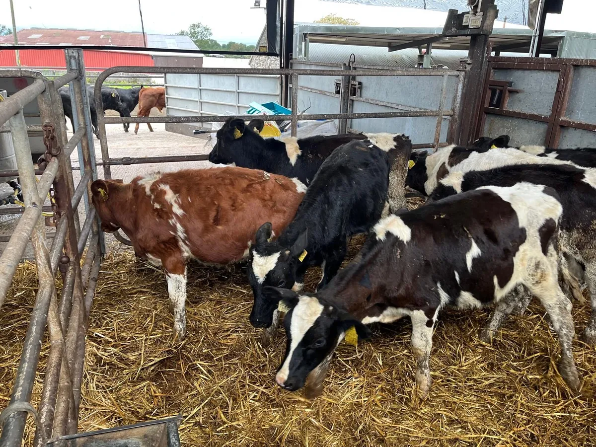 8 British Frisian bull weanlings - Image 4