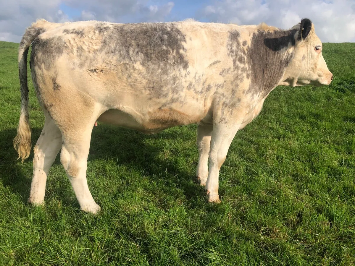 Macroom mart Suckler sale on Saturday next 20th. - Image 1