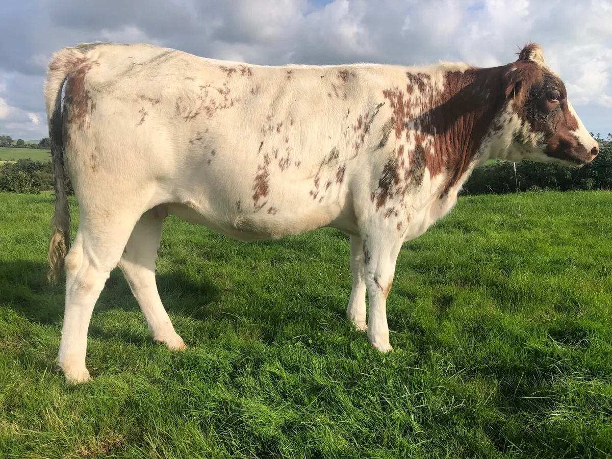 Macroom mart Suckler sale on Saturday next 20th. - Image 2