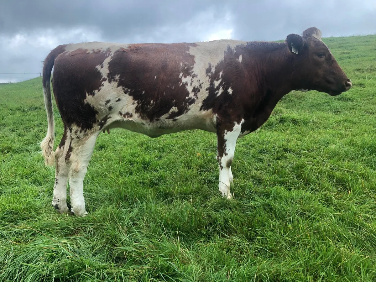 Macroom mart Suckler sale on Saturday next 20th. - Image 3