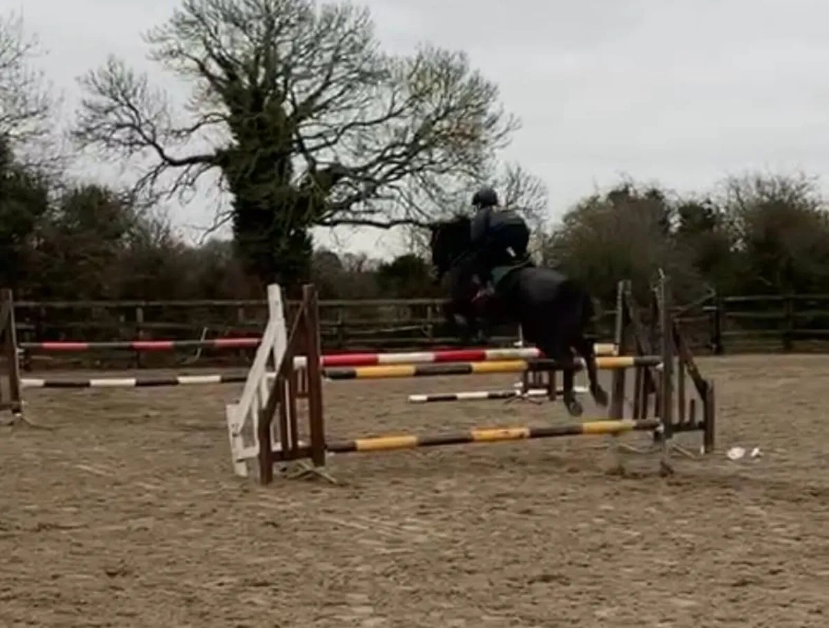 Excellent 148 jumping pony - Image 1