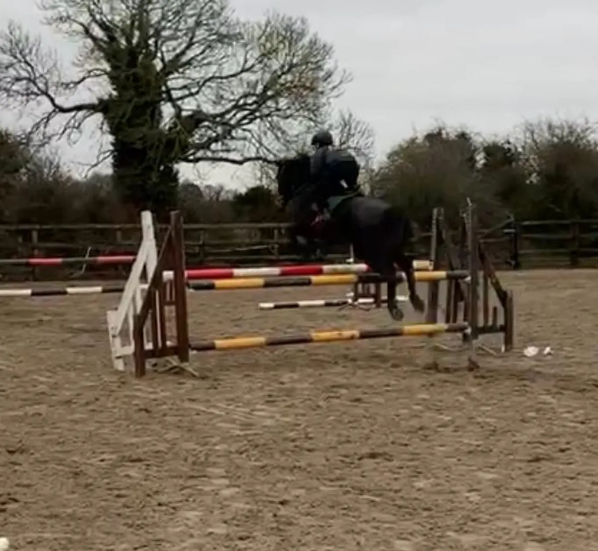 Excellent 148 jumping pony - Image 2