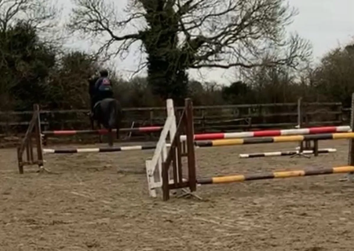 Excellent 148 jumping pony - Image 4