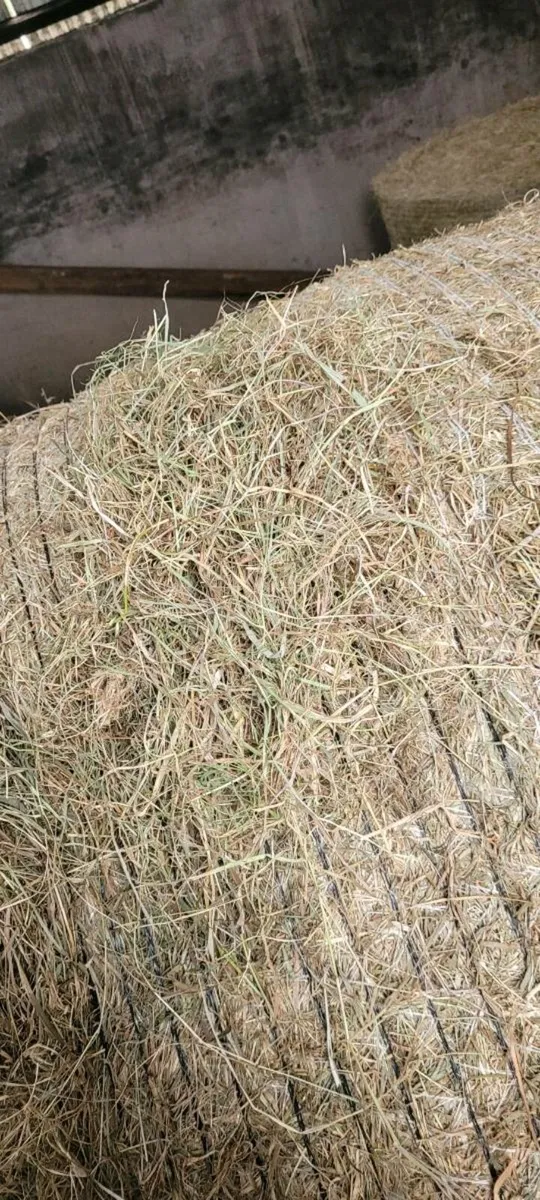 Quality Hay - Image 1