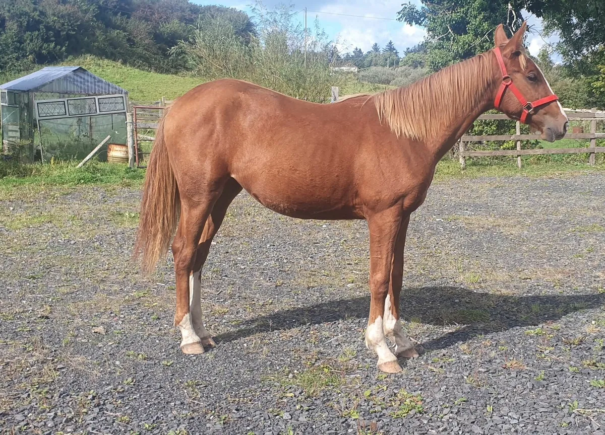 Yearling Filly - Image 4