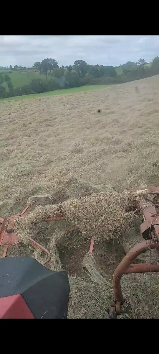 Quality Hay - Image 3