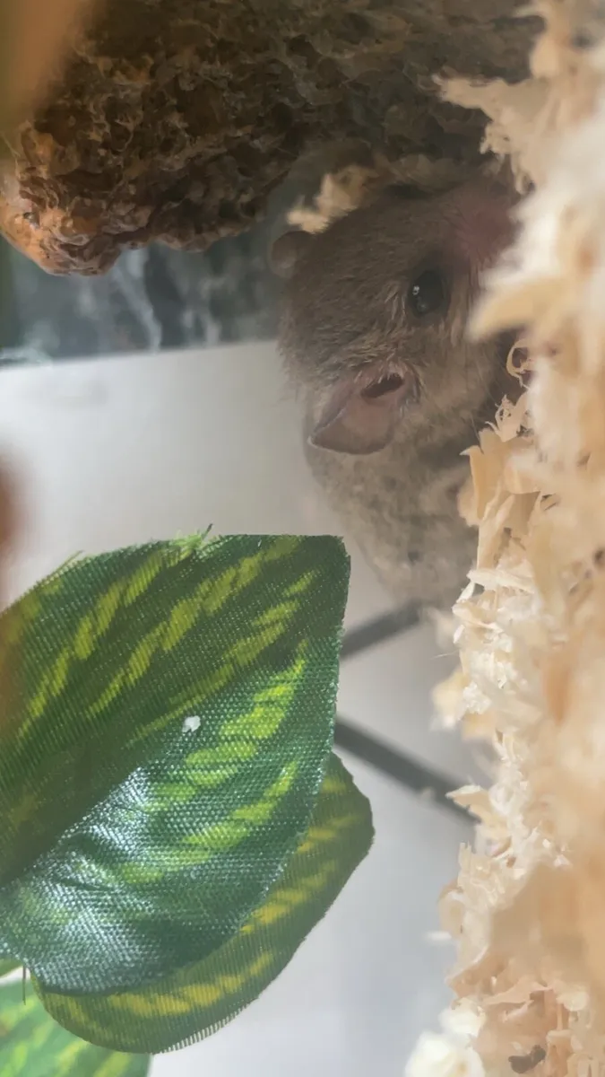 Door mice/ micro squirrels - Image 1