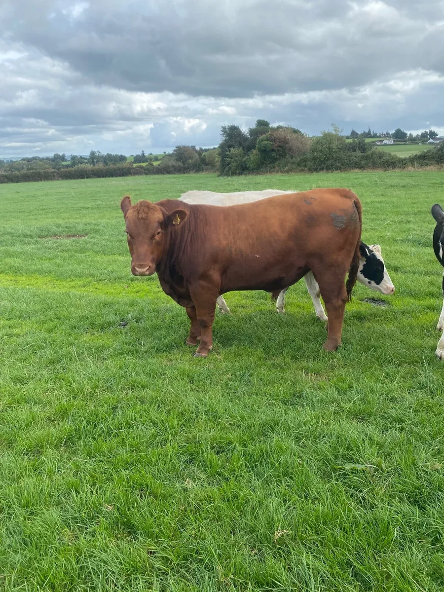 Red   Pedigree  AA Bull - Image 1