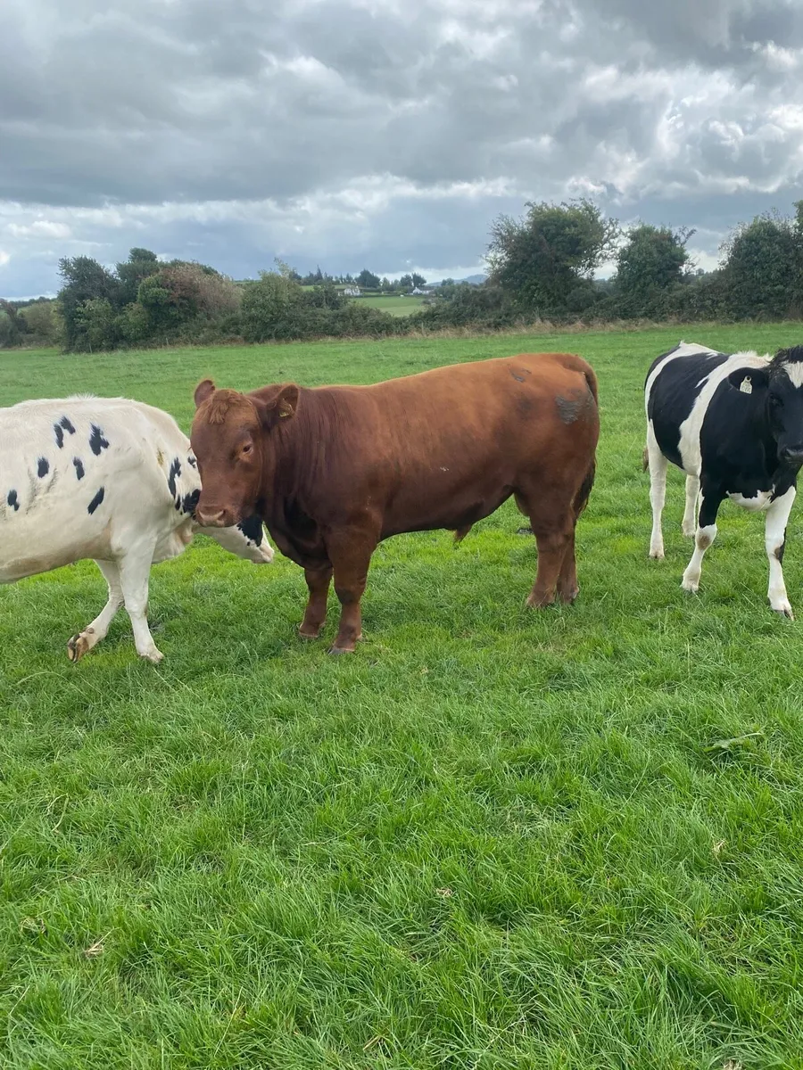 Red   Pedigree  AA Bull - Image 2