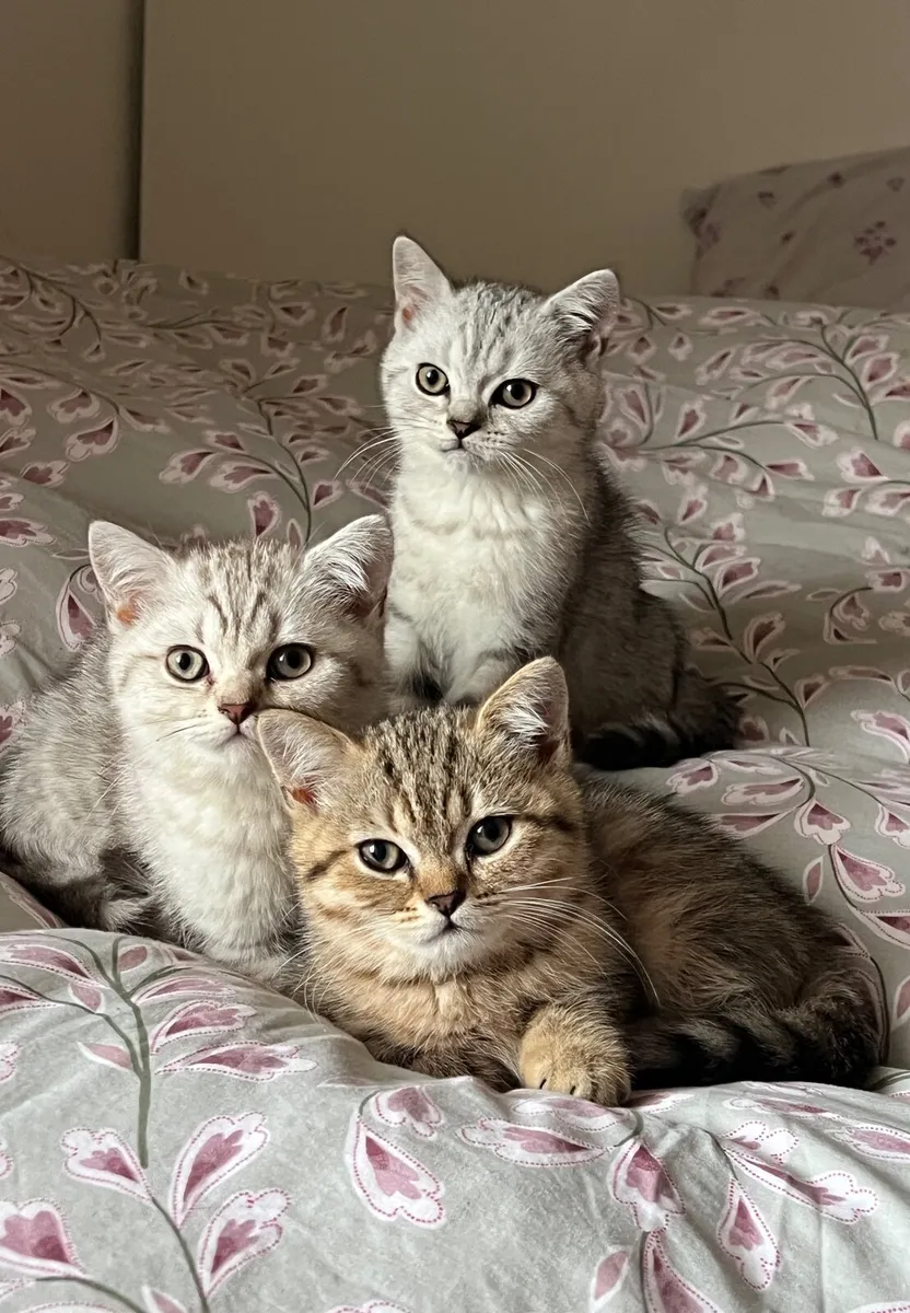 British Shorthair Kittens - Image 1