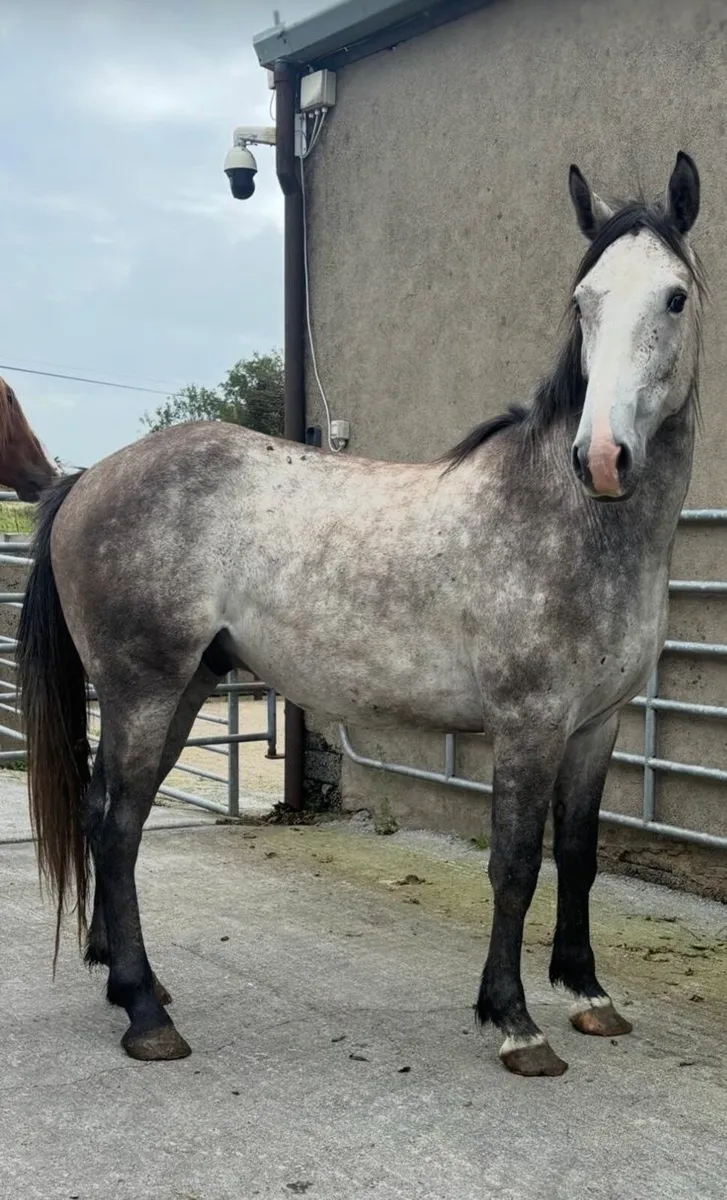 4 Year Old Grey Gelding - Image 1