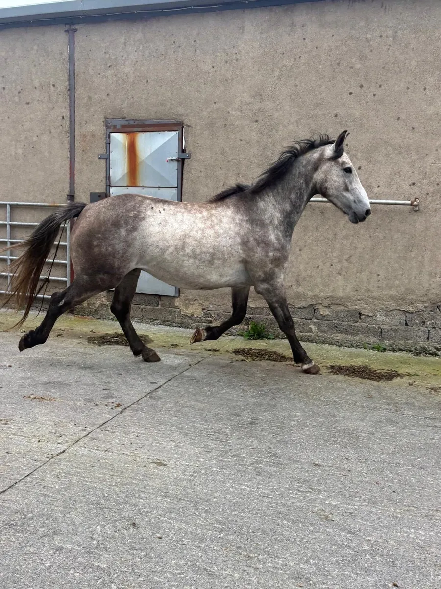 4 Year Old Grey Gelding - Image 4
