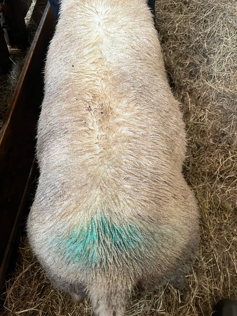 Rams texel suffock - Image 2