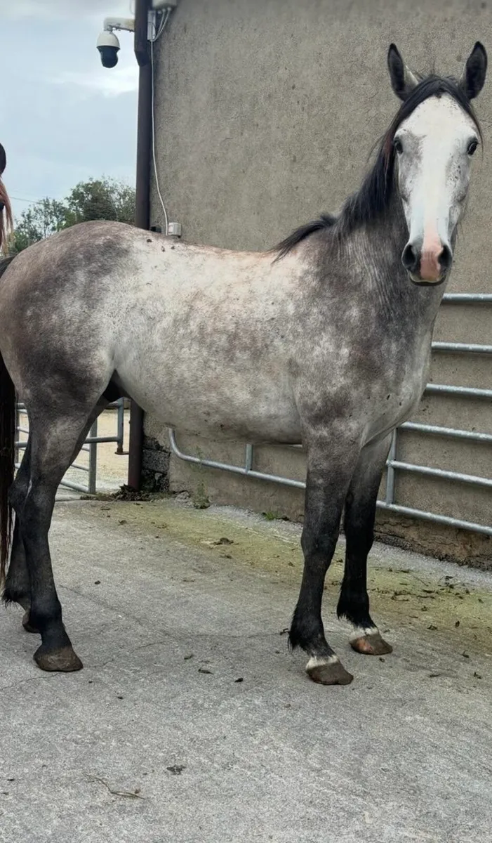 4 Year Old Grey Gelding - Image 2