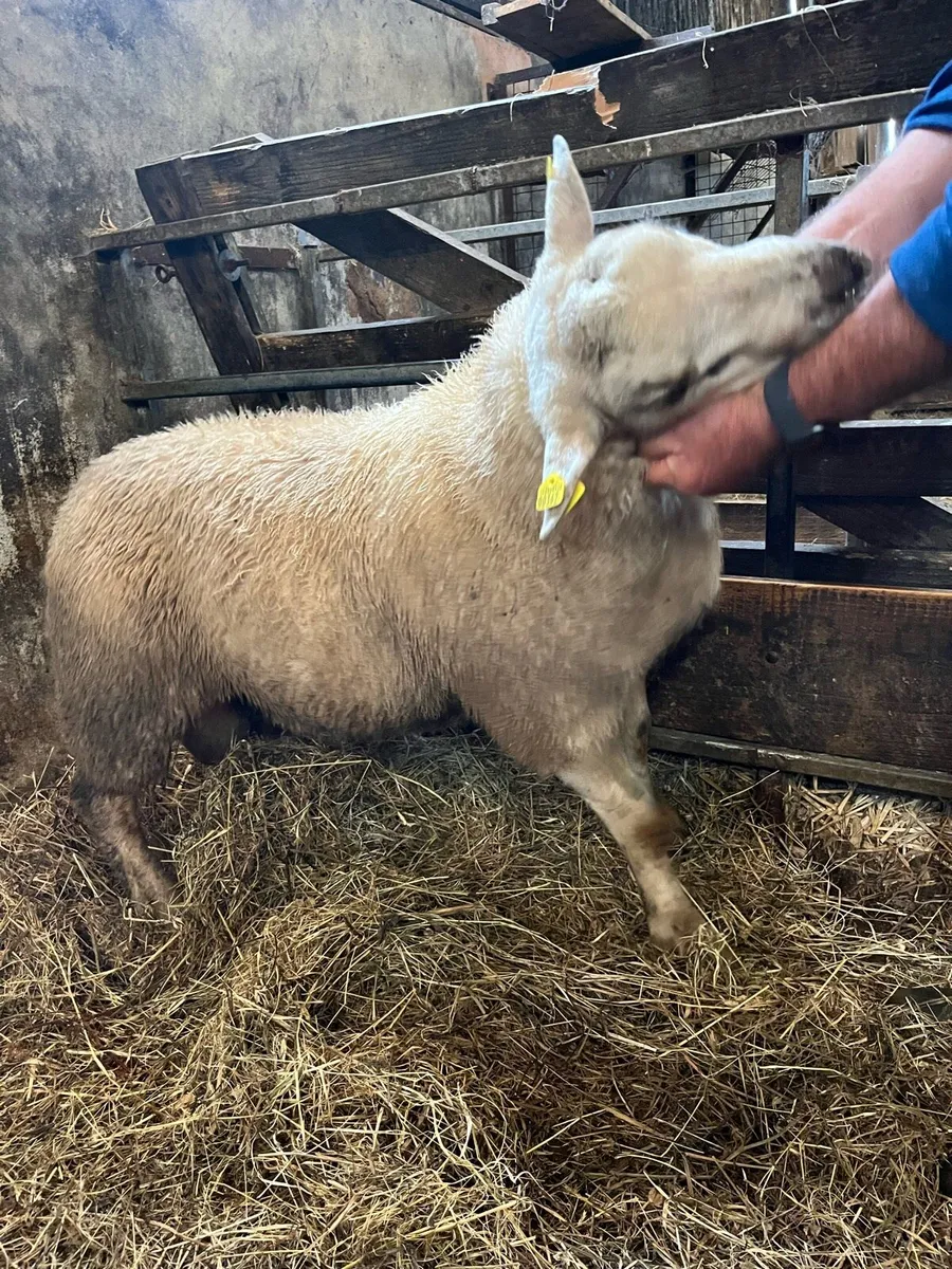 Rams texel suffock - Image 3