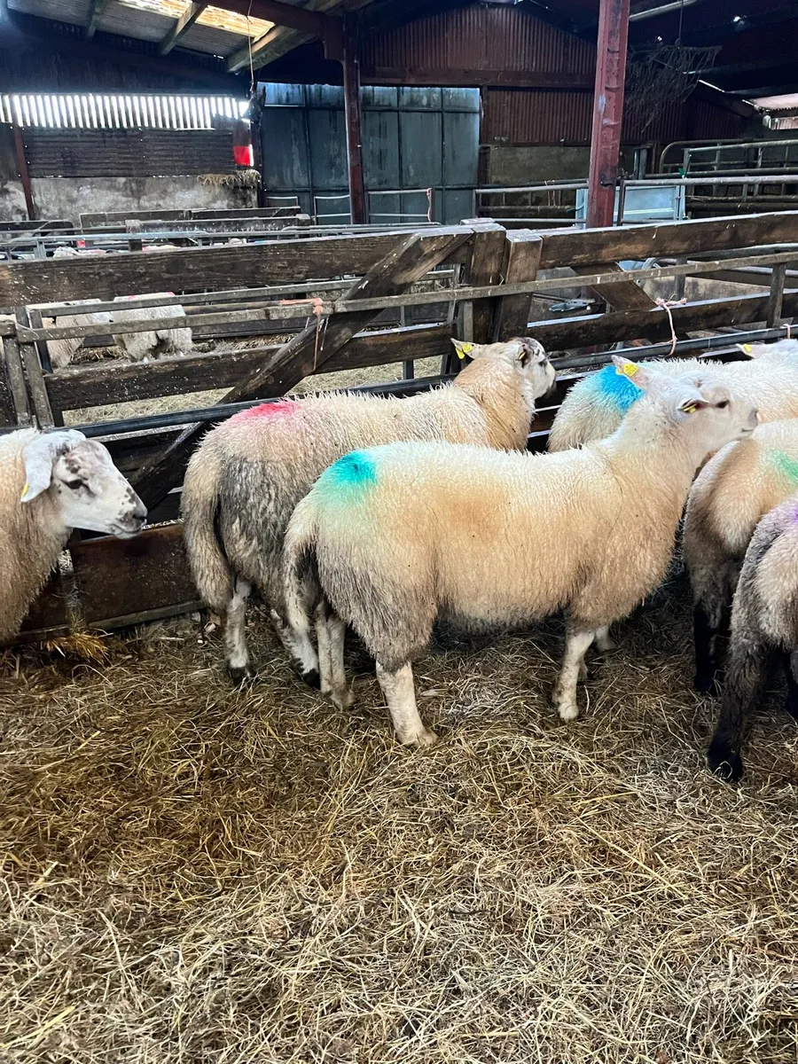 Rams texel suffock - Image 1