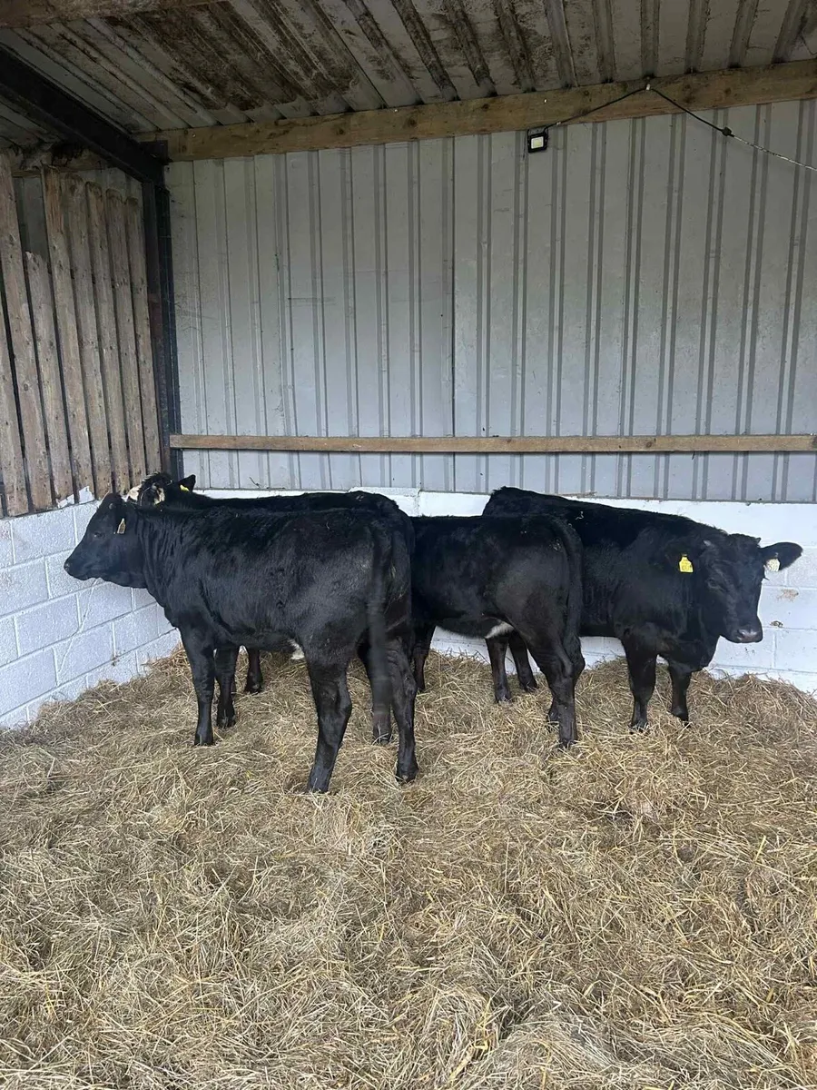 4 Smashing Limousin heifers - Image 1