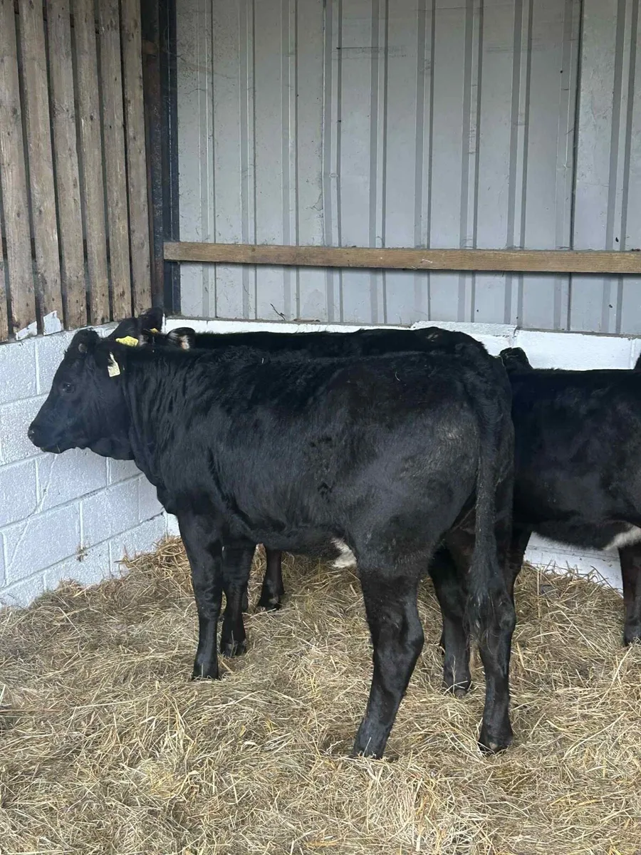 4 Smashing Limousin heifers - Image 2