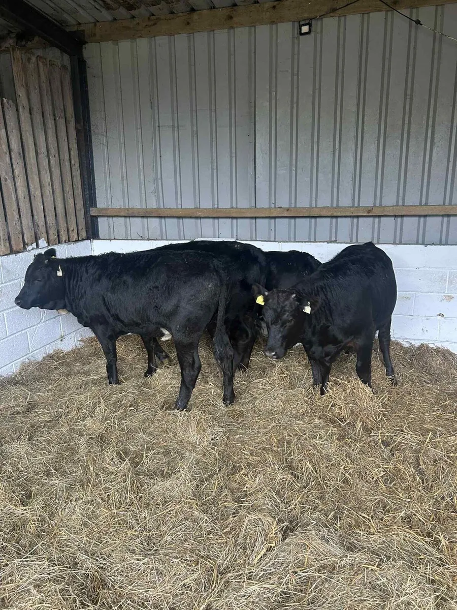 4 Smashing Limousin heifers - Image 3
