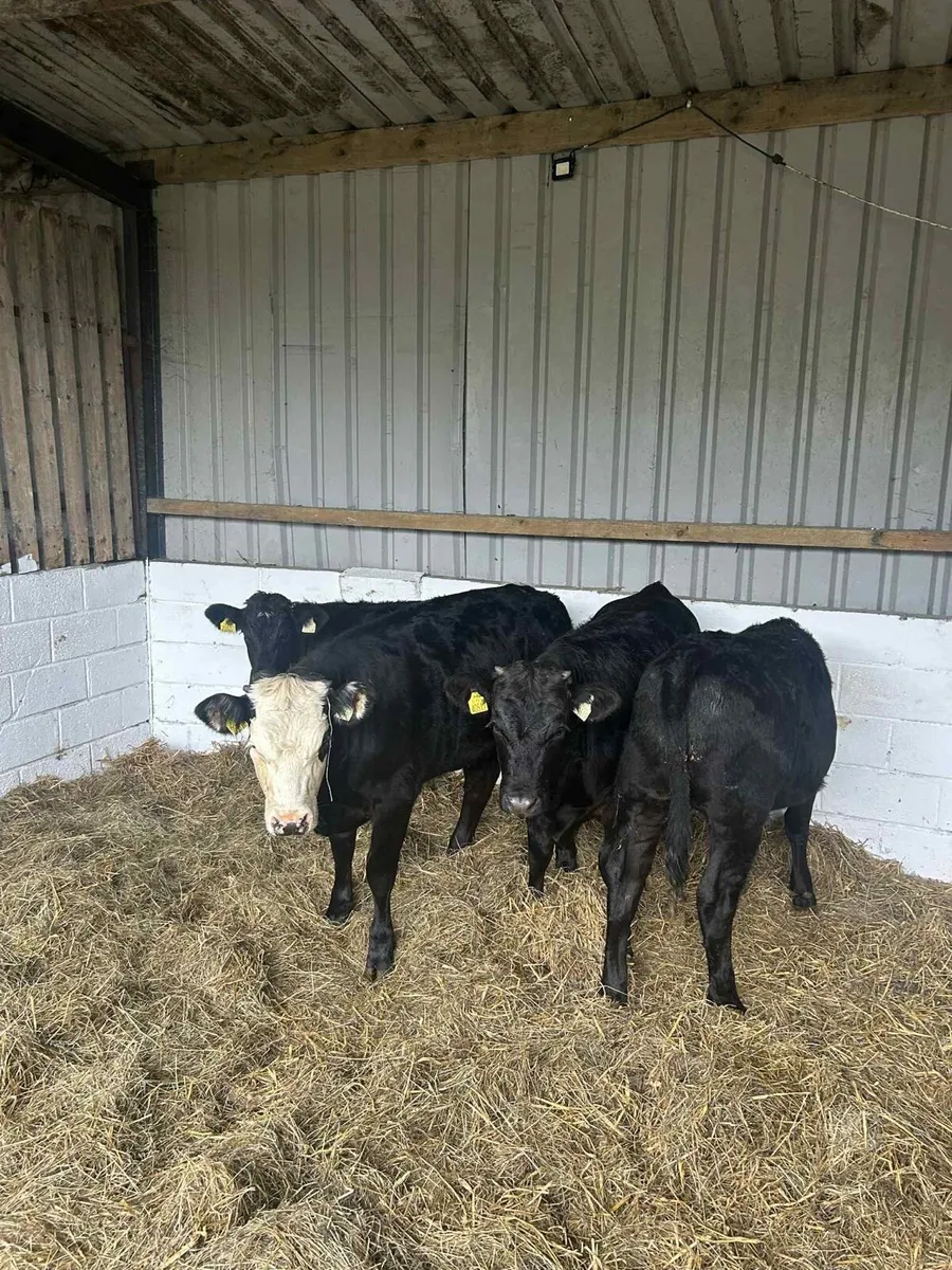 4 Smashing Limousin heifers - Image 4