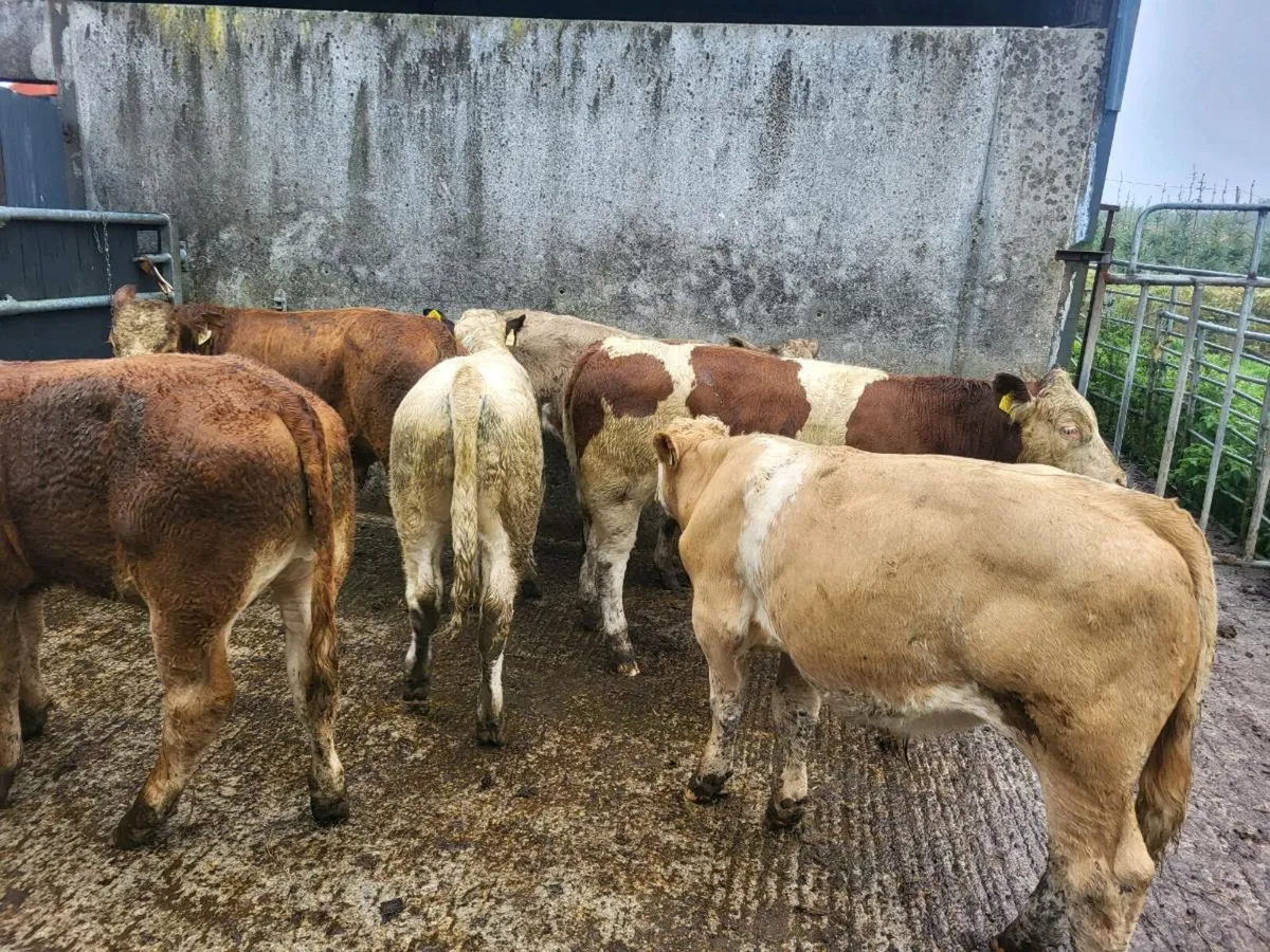 Bullocks - Image 1