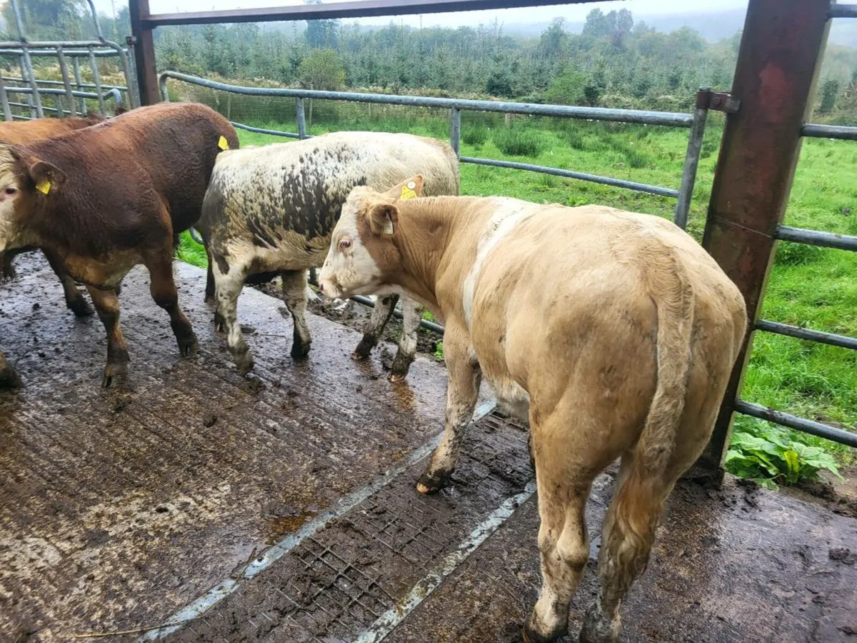 Bullocks - Image 2