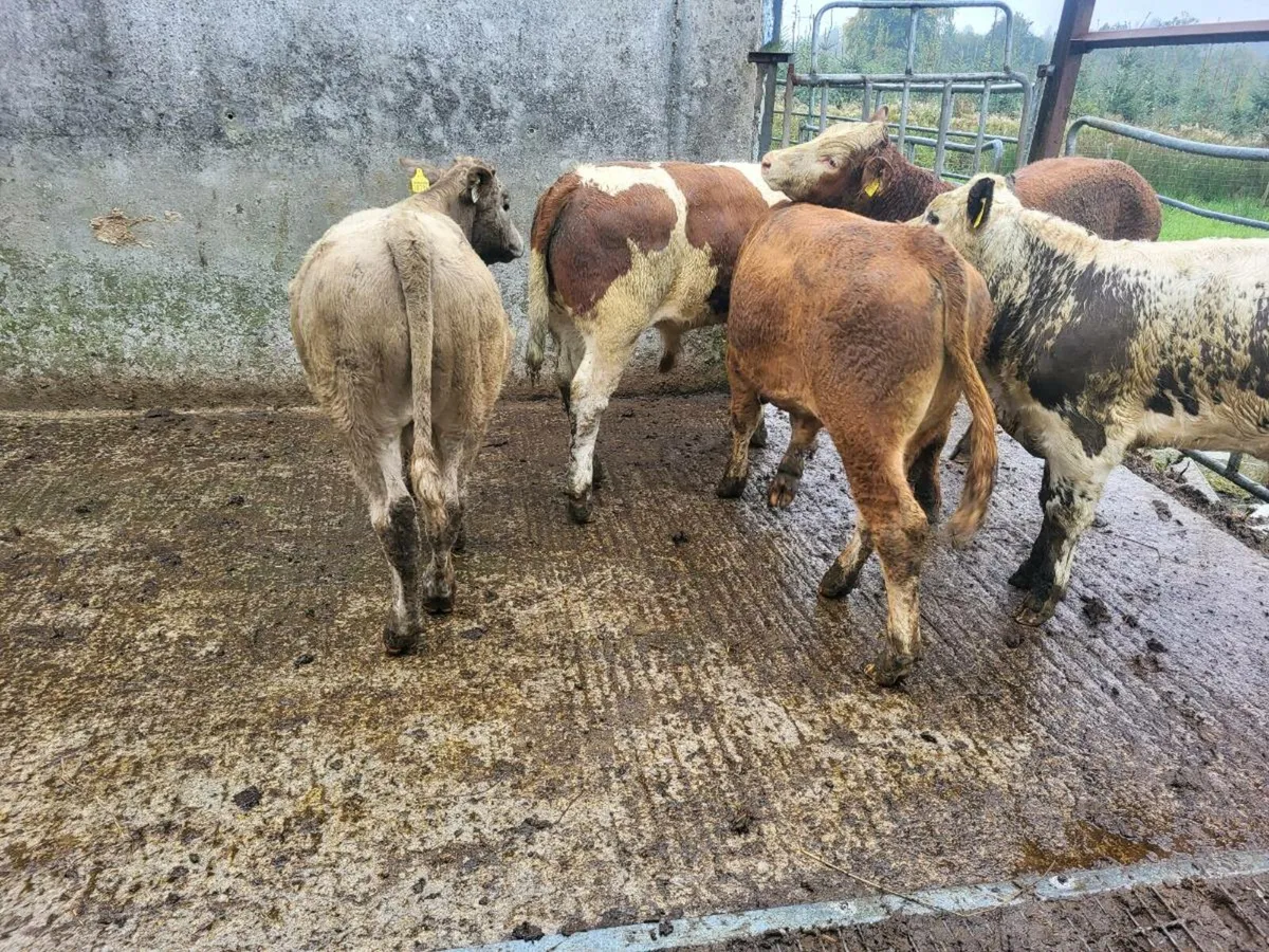 Bullocks - Image 3