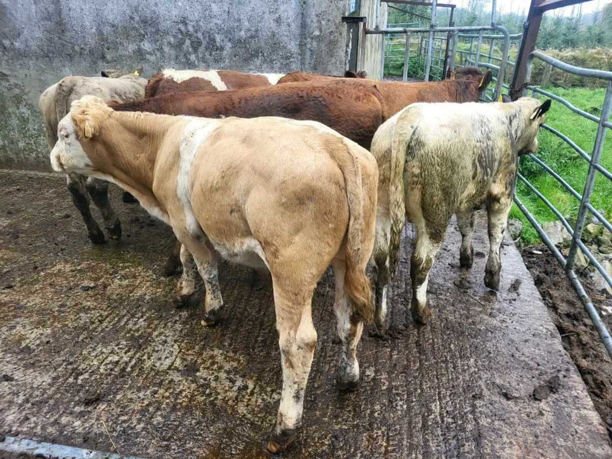 Bullocks - Image 4