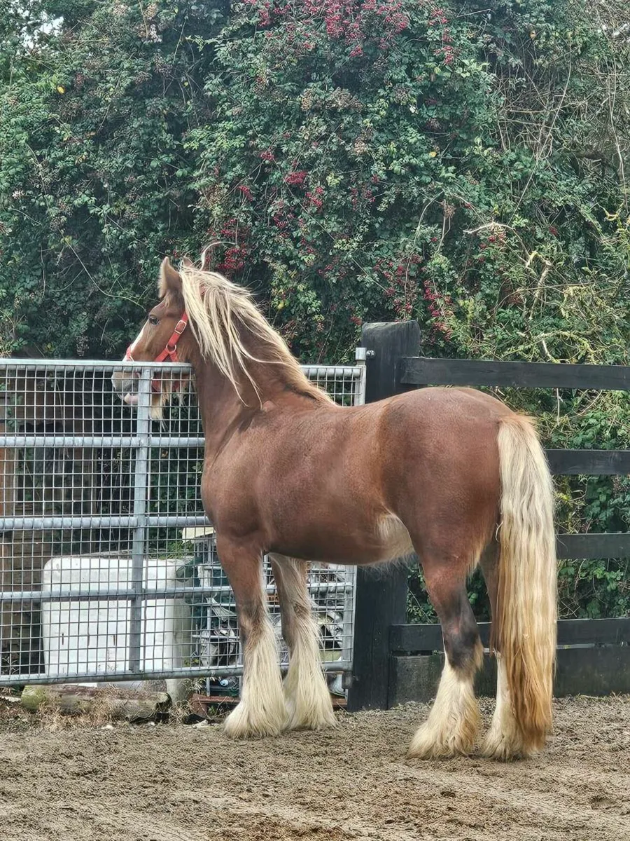 2 yr old filly - Image 1