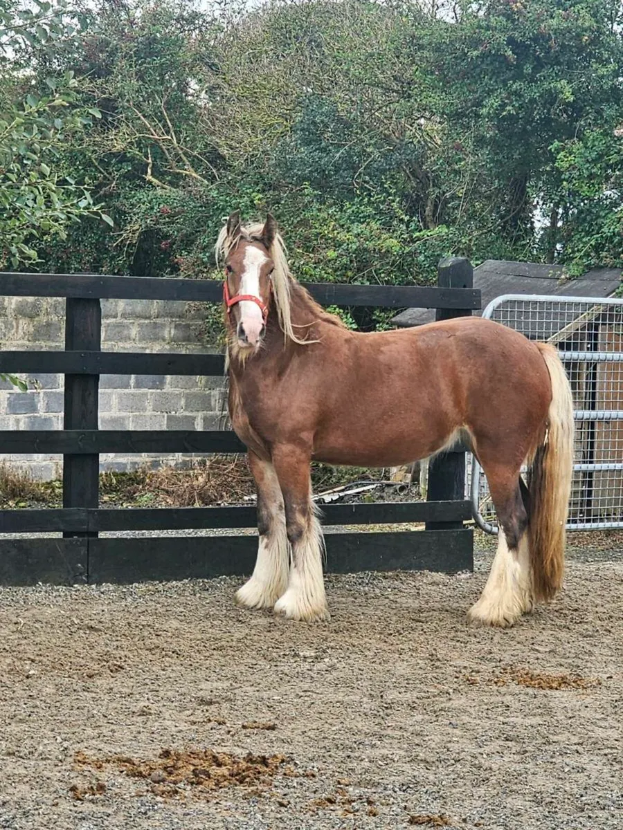2 yr old filly - Image 2