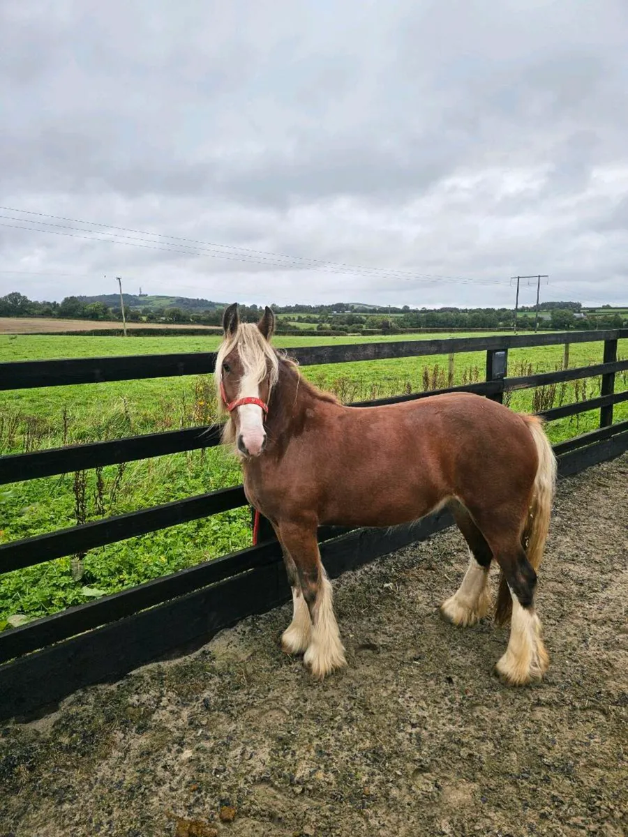 2 yr old filly - Image 3