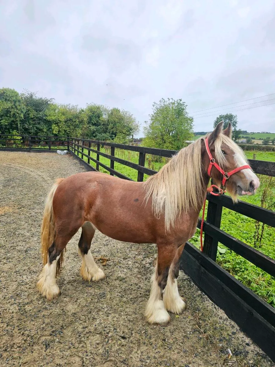 2 yr old filly - Image 4