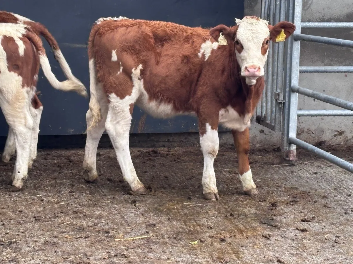 3 smashing red & white Simmental weanling heifers - Image 2
