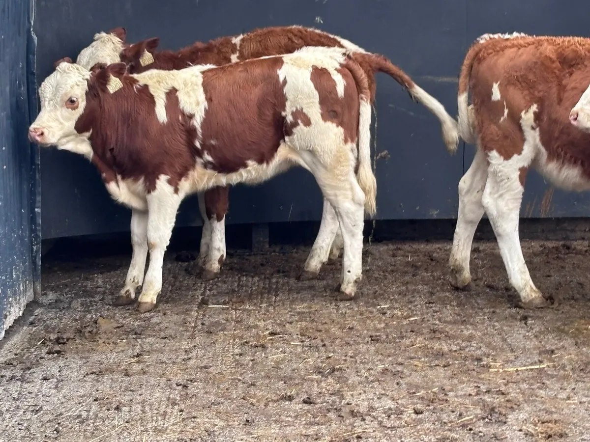 3 smashing red & white Simmental weanling heifers - Image 1