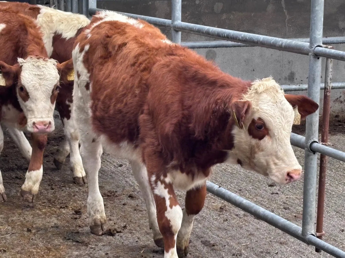 3 smashing red & white Simmental weanling heifers - Image 3