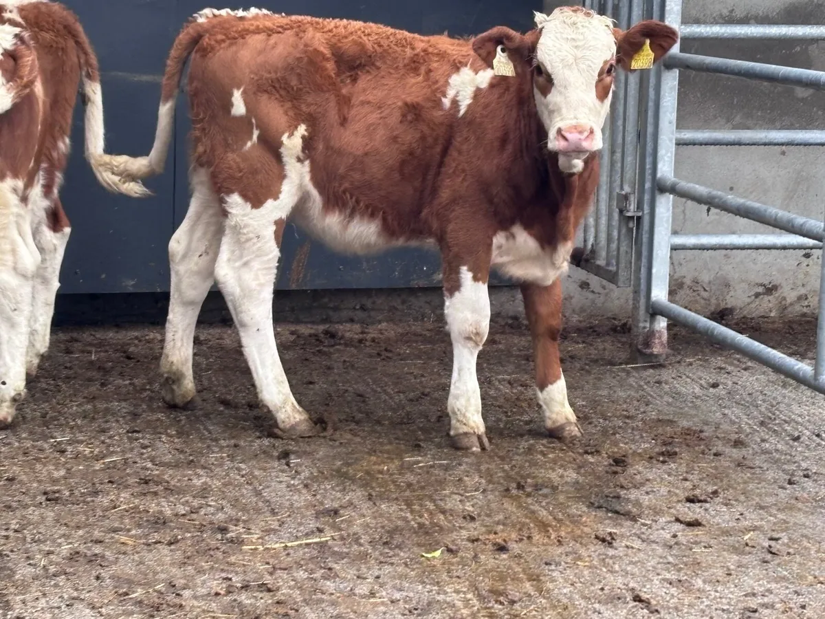 3 smashing red & white Simmental weanling heifers - Image 4