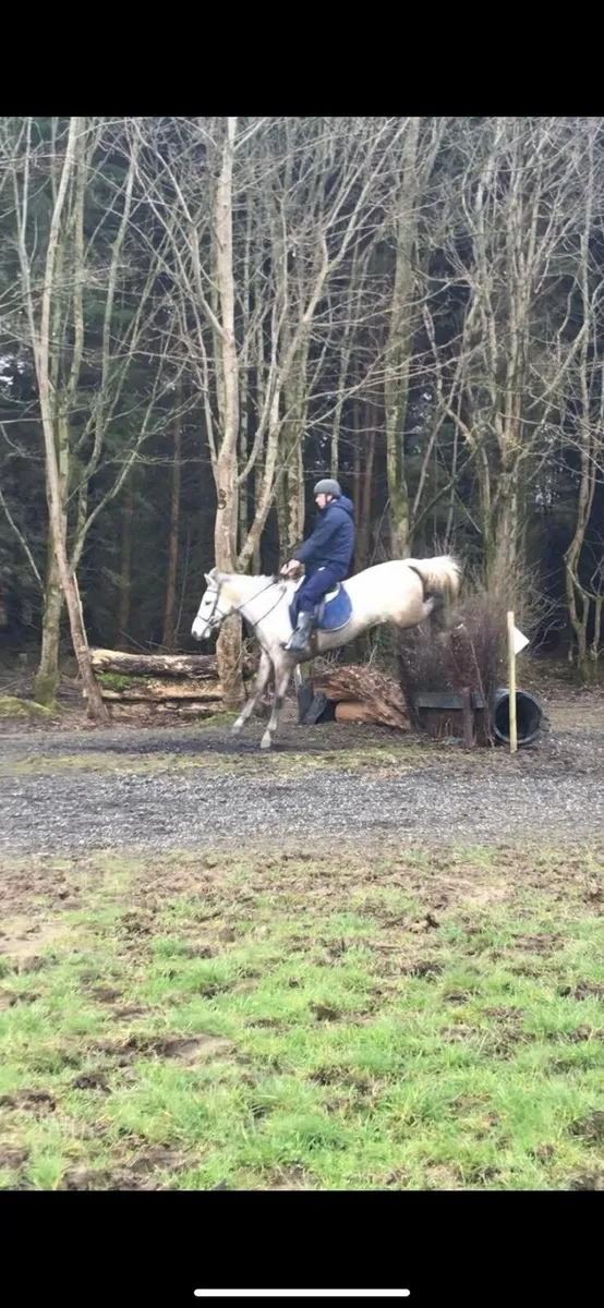 Connemara pony - Image 1