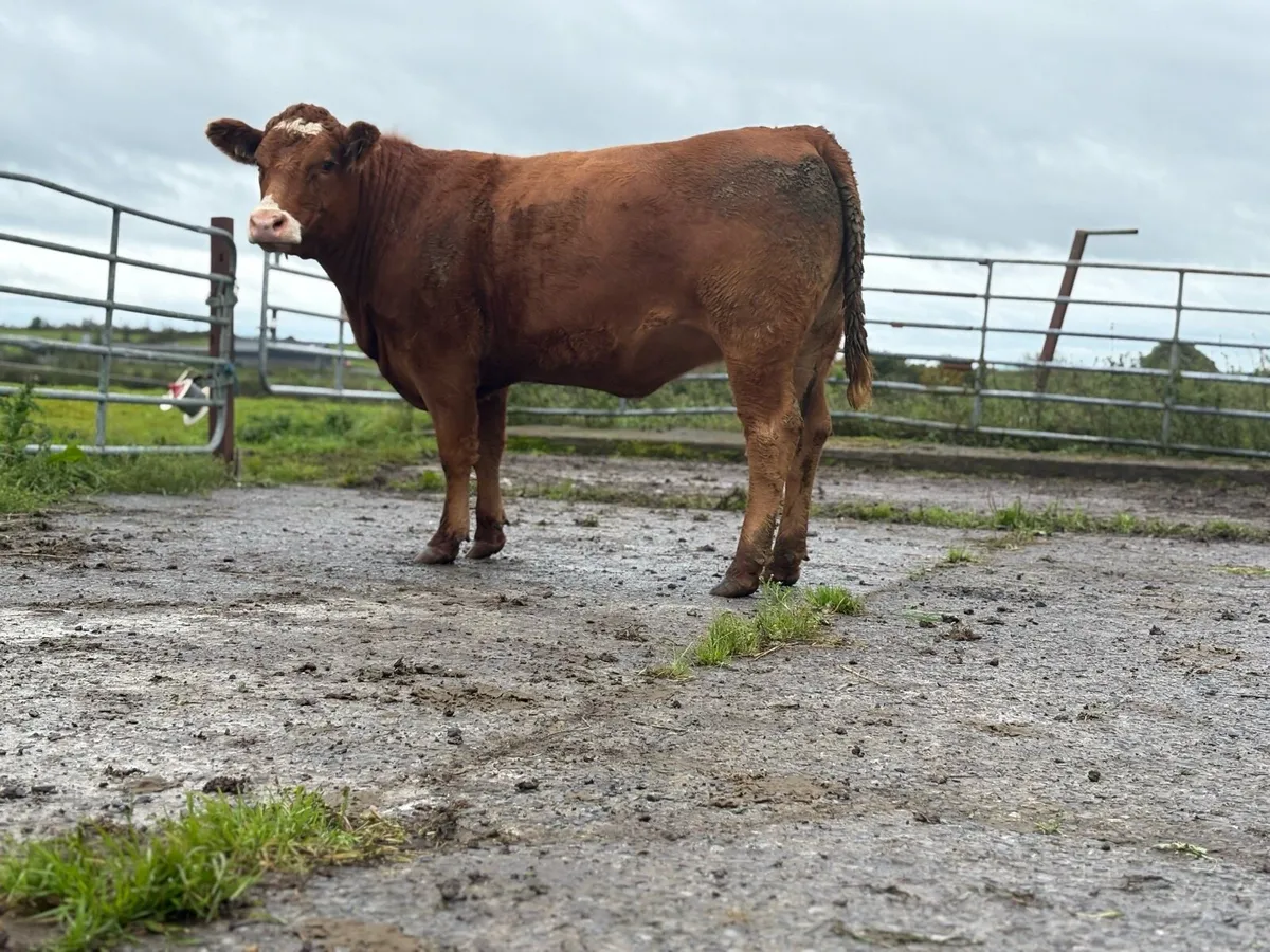 5Star Genotyped Heifer - Image 2